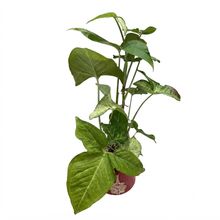 Product image of სინგონიუმი კერამიკის ქოთნით