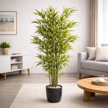 Product image of დეკორატიული ბამბუკი 180 სმ (ინტერიერის მცენარე B-220