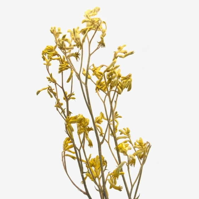 eterna---bunebrivi-gamomshrali-mtsenare-kangaroo-paws