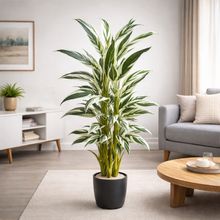 Product image of დრაცენა 175სმ შიდა დეკორატიული მცენარე თეთრ-მწვანე ზოლიანი ფოთლებით. B-139