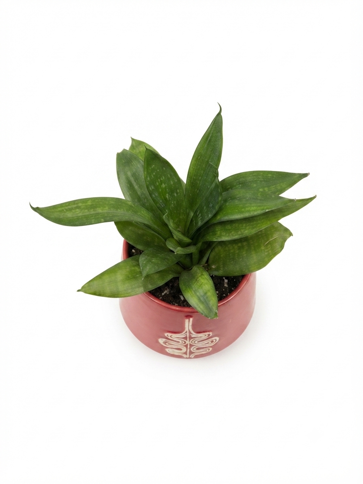 sansevieria-keramikis-qotnit-photo-2