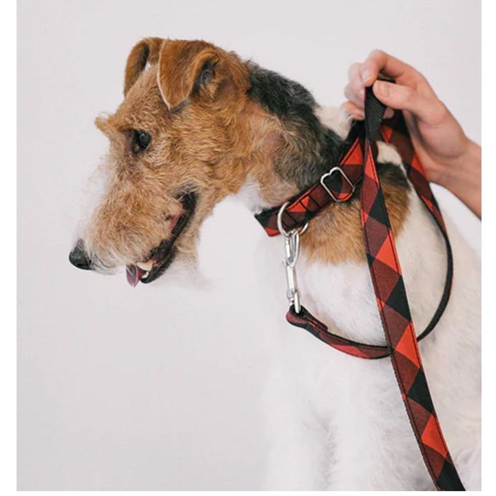 brott-dzaghlis-saqelo-photo-2