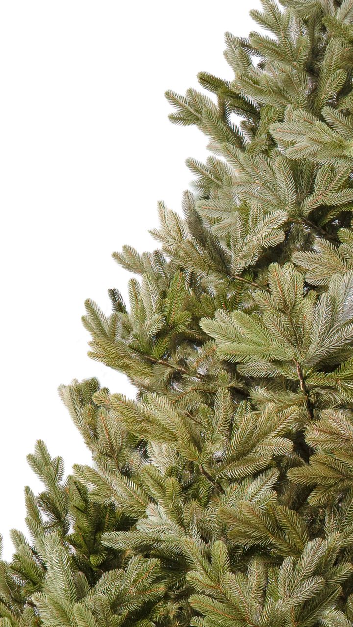 pungia-280sm---dizaineruli-nadzvis-khe-shako-da-ninosgan-photo-3