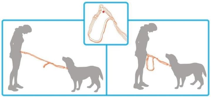 all-for-paws-sabeli-chantit-photo-4