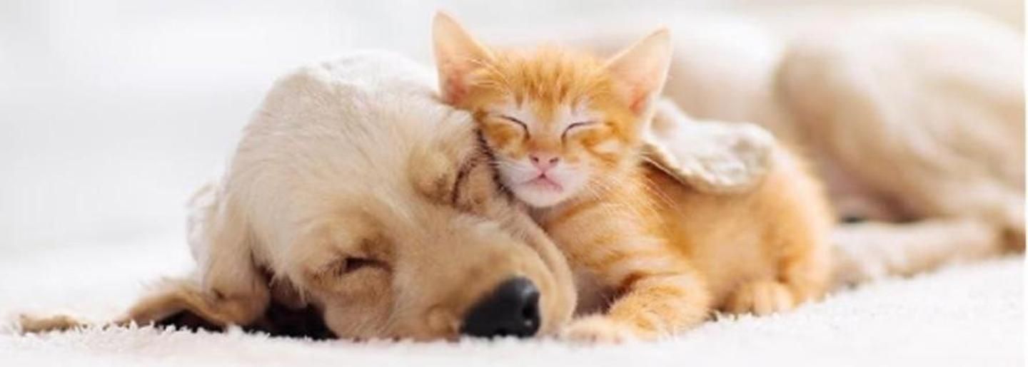 Cover photo of ზოოლაიფი +