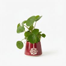 Product image of პილეა სამი ძირით, კერამიკის ქოთნით