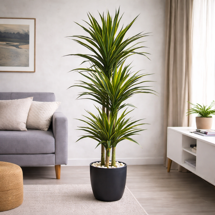 dratsena-220sm-lemon-lime-dekoratiuli-shida-mtsenare-b-430