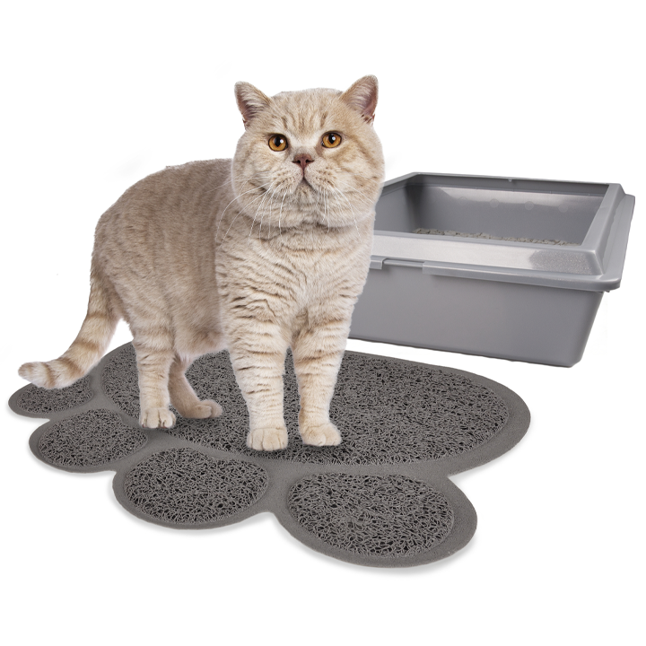 flamingo-katis-tualetis-khalicha-photo-2