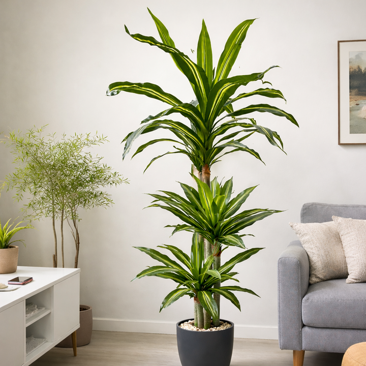 dratsena-190sm-tanamedrove-dekoratiuli-shida-mtsenare-b-050