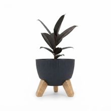 Product image of Dear Plants ფიკუს ელასტიკა პლასტმასის ქოთნით
