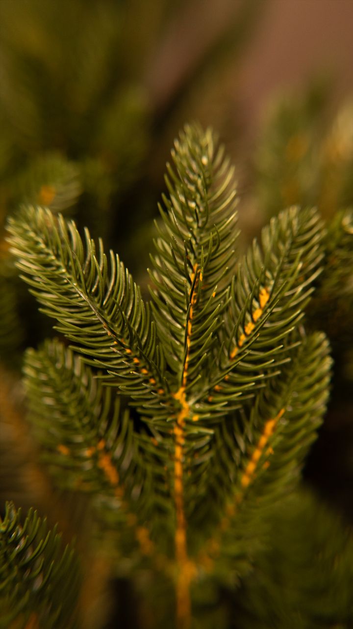 aqate-180sm---dizaineruli-nadzvis-khe-shako-da-ninosgan-photo-4