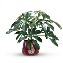 Product image of Dear Plants შეფლერა ქოთნით