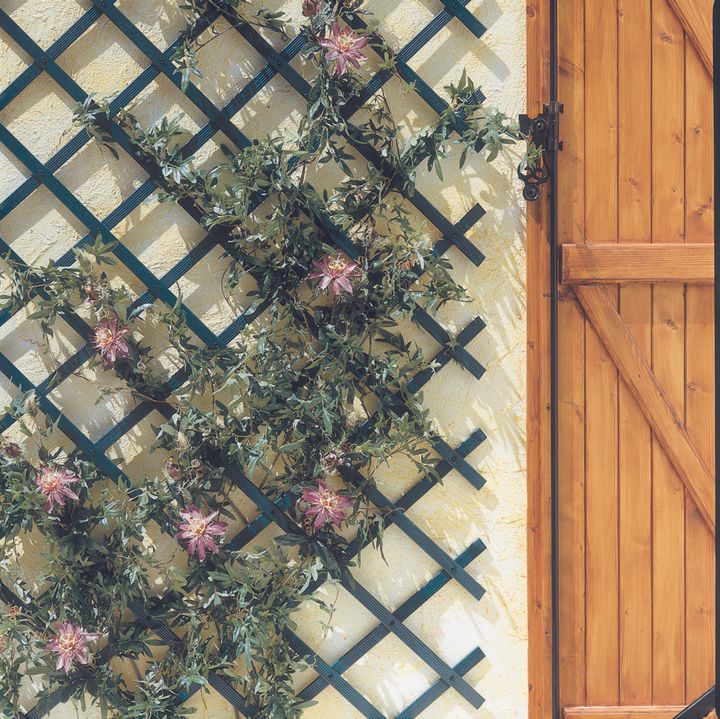 dekoratiuli-gisosi-05x15m-photo-2