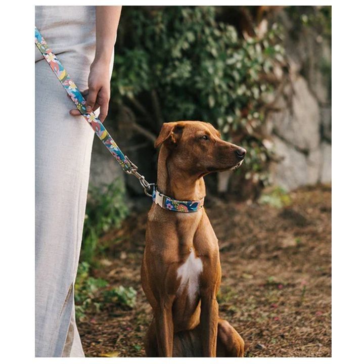 brott-dzaghlis-saqelo