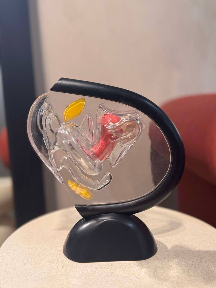 sashvilosnos-qelis-anatomia-photo-2