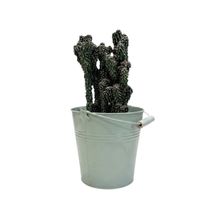 Product image of Dear Plants კაქტუსი ქოთნით
