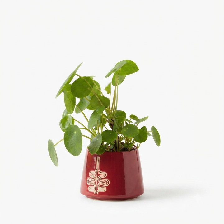 pilea-sami-dzirit-keramikis-qotnit-photo-4