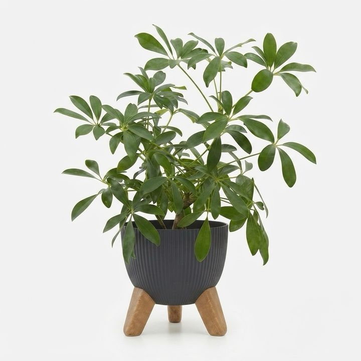 dear-plants-sheflera-qotnit-photo-3