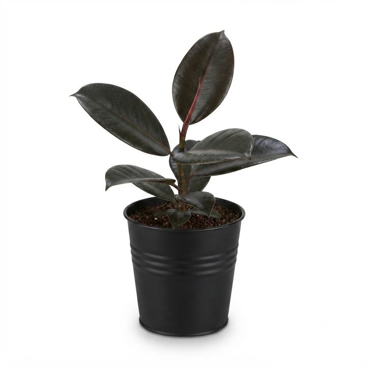 dear-plants-ficus-fikusi-photo-3