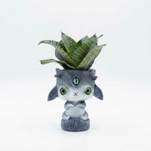 Product image of Dear Plants Sansevieria სანსევიერია ქოთნით