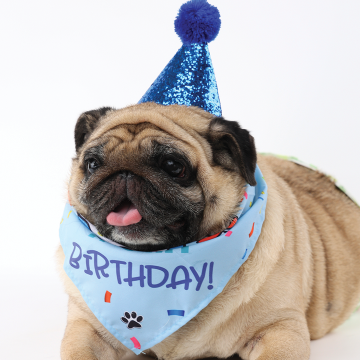 m-pets-party-time-dzaghlis-dabadebisdghis-aqsesuarebi-photo-2