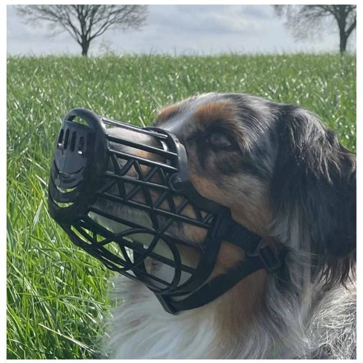 nobby-dzaghlis-regulirebadi-alikapi-photo-2