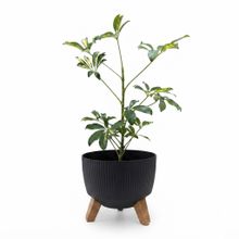 Product image of Dear Plants შეფლერა ქოთნით