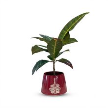 Product image of კროტონი კრეამიკის ქოთნით
