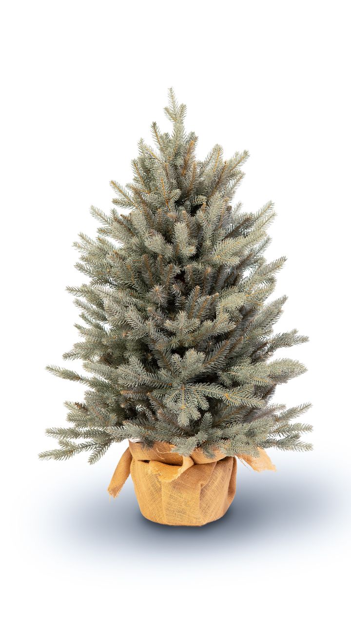 kdema-100sm-qotani-snaptree---dizaineruli-nadzvis-khe-shako-da-ninosgan