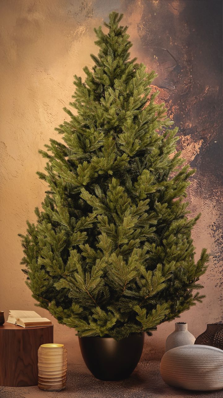 narnari-250sm---dizaineruli-nadzvis-khe-shako-da-ninosgan-photo-2