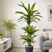 Product image of დრაცენა 190სმ– თანამედროვე დეკორატიული შიდა მცენარე B-050