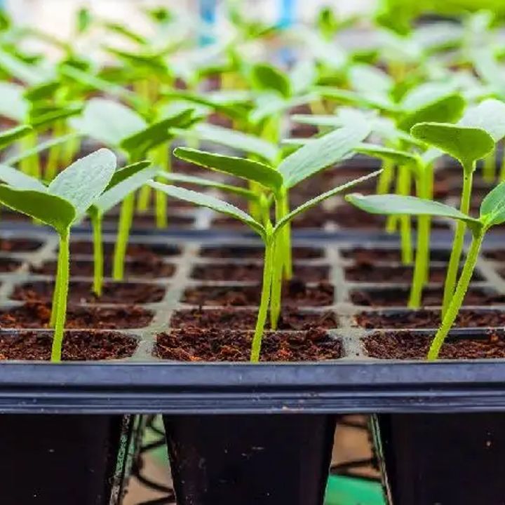 sachitile-kaseta-72-ujredit-photo-3