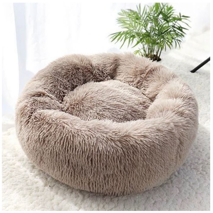 petsup-tskhovelis-satsoli-photo-2