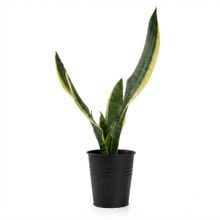 Product image of Dear Plants სანსევიერია მეტალის ქოთნით