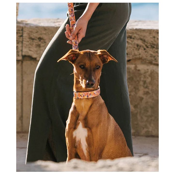 brott-dzaghlis-saqelo