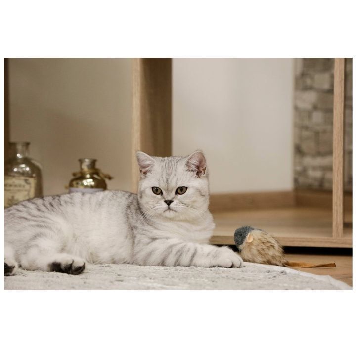 kerbl-katis-satamasho-photo-2