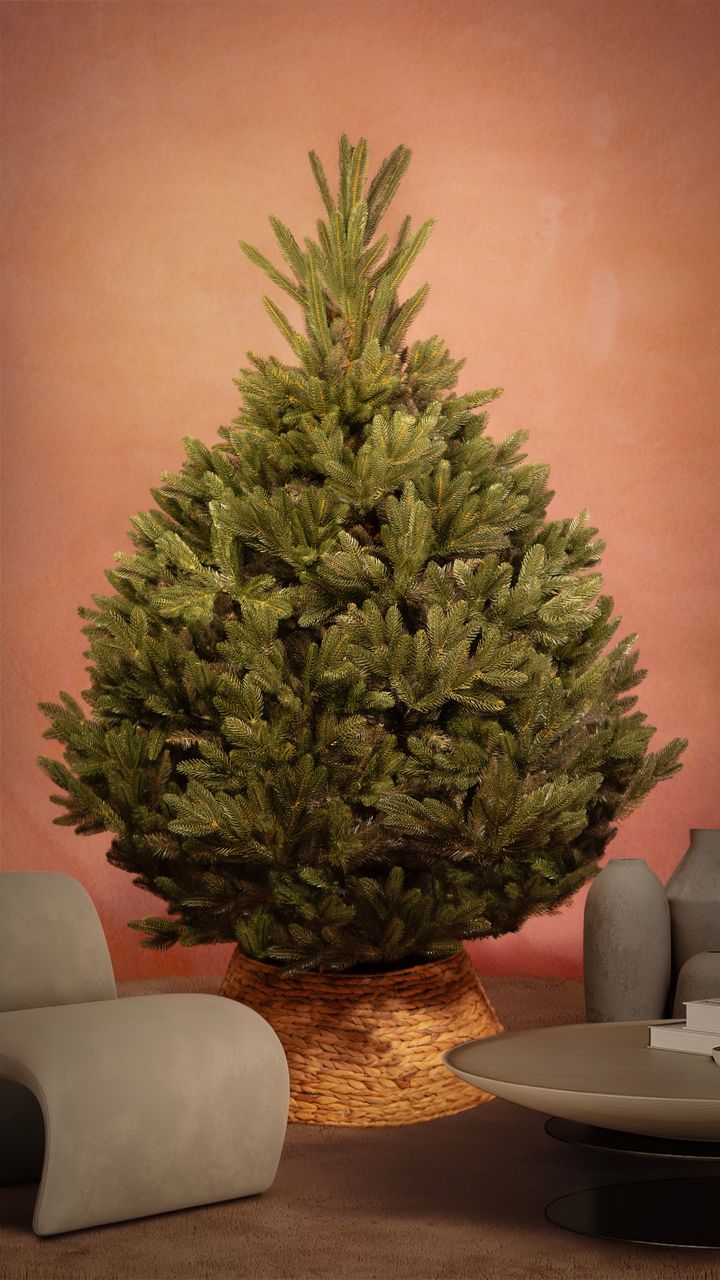 aqate-180sm---dizaineruli-nadzvis-khe-shako-da-ninosgan-photo-2