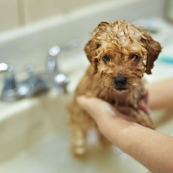 m-pets-puppy-lekvis-shampuni-250-ml-photo-2