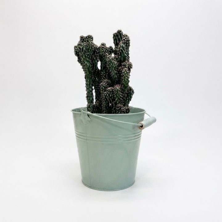 dear-plants-kaqtusi-qotnit-photo-2