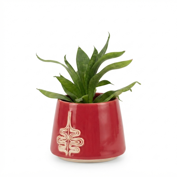 sansevieria-keramikis-qotnit-photo-4