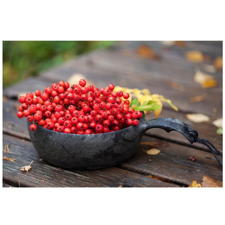 kupilka-salashqro-supis-jami-photo-4