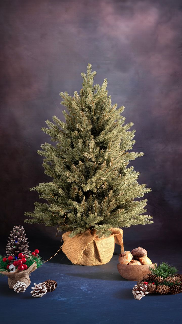 kdema-100sm-qotani-snaptree---dizaineruli-nadzvis-khe-shako-da-ninosgan-photo-2