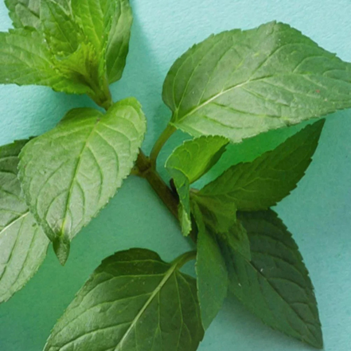 eos-stik-balmi---tkbili-pitna-photo-2