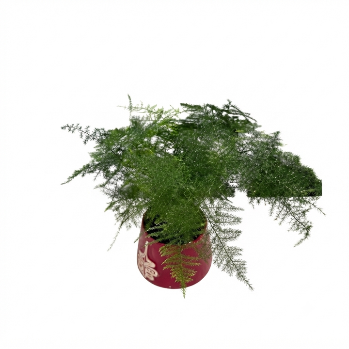 asparagusi-keramikis-qotnit-photo-2