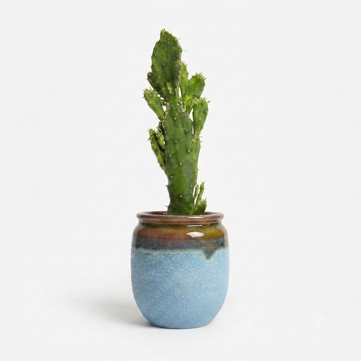 dear-plants-desk-plant-console-cactus-konsolea-qotnit-photo-2