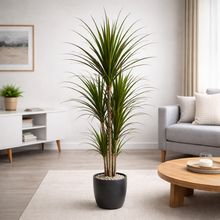 Product image of დრაცენა 170სმ „Lemon Lime“ – დეკორატიული შიდა მცენარე B-062