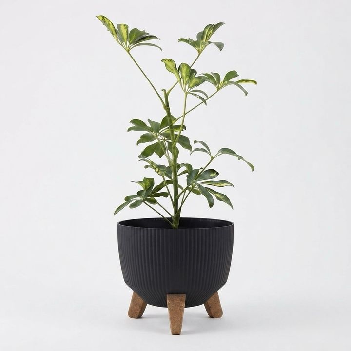dear-plants-sheflera-qotnit-photo-3