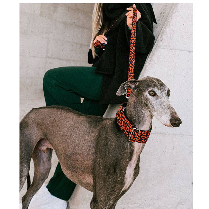 brott-dzaghlis-saqelo-photo-2