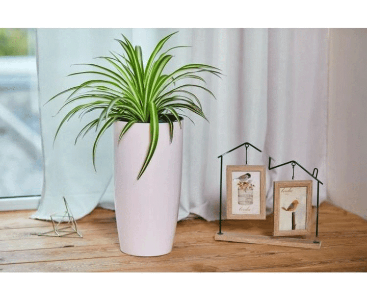 alfa-d22415-sm-tetri-vardi-plastmasis-qotani-photo-2