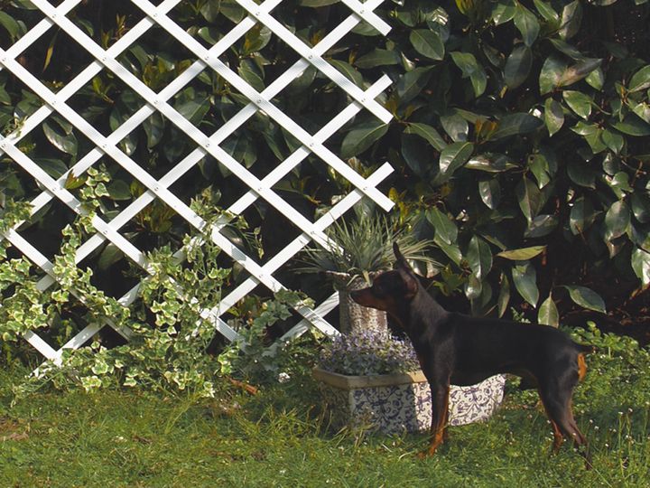 dekoratiuli-gisosi-10x20m-photo-2